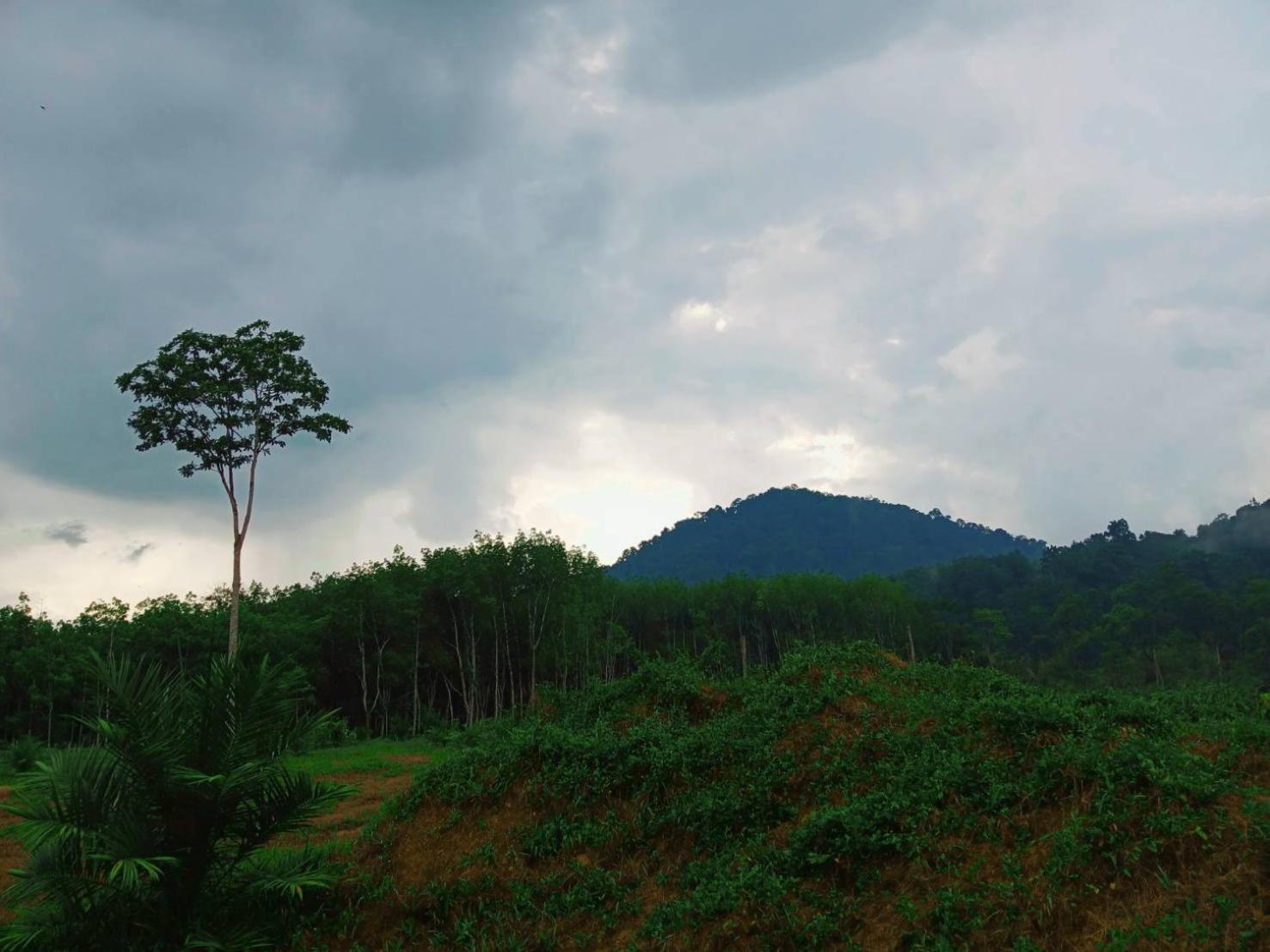 Bamboo House Hotel Khao Sok National Park Luaran gambar