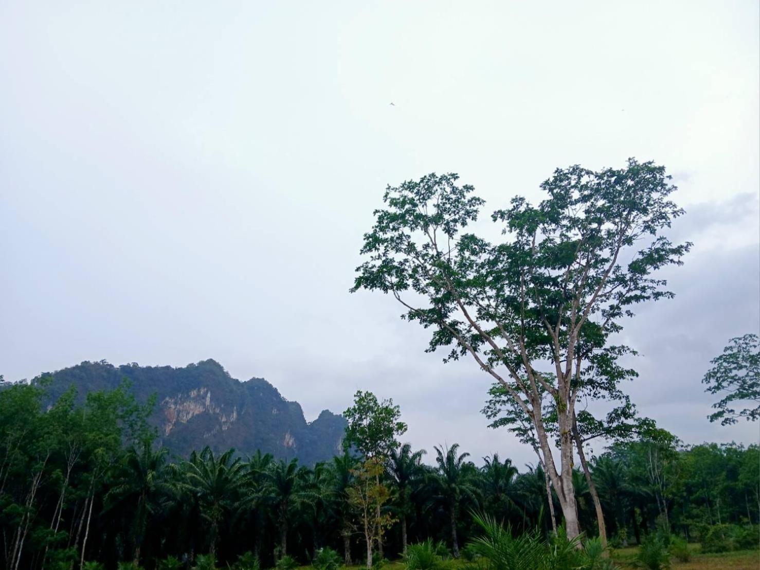 Bamboo House Hotel Khao Sok National Park Luaran gambar