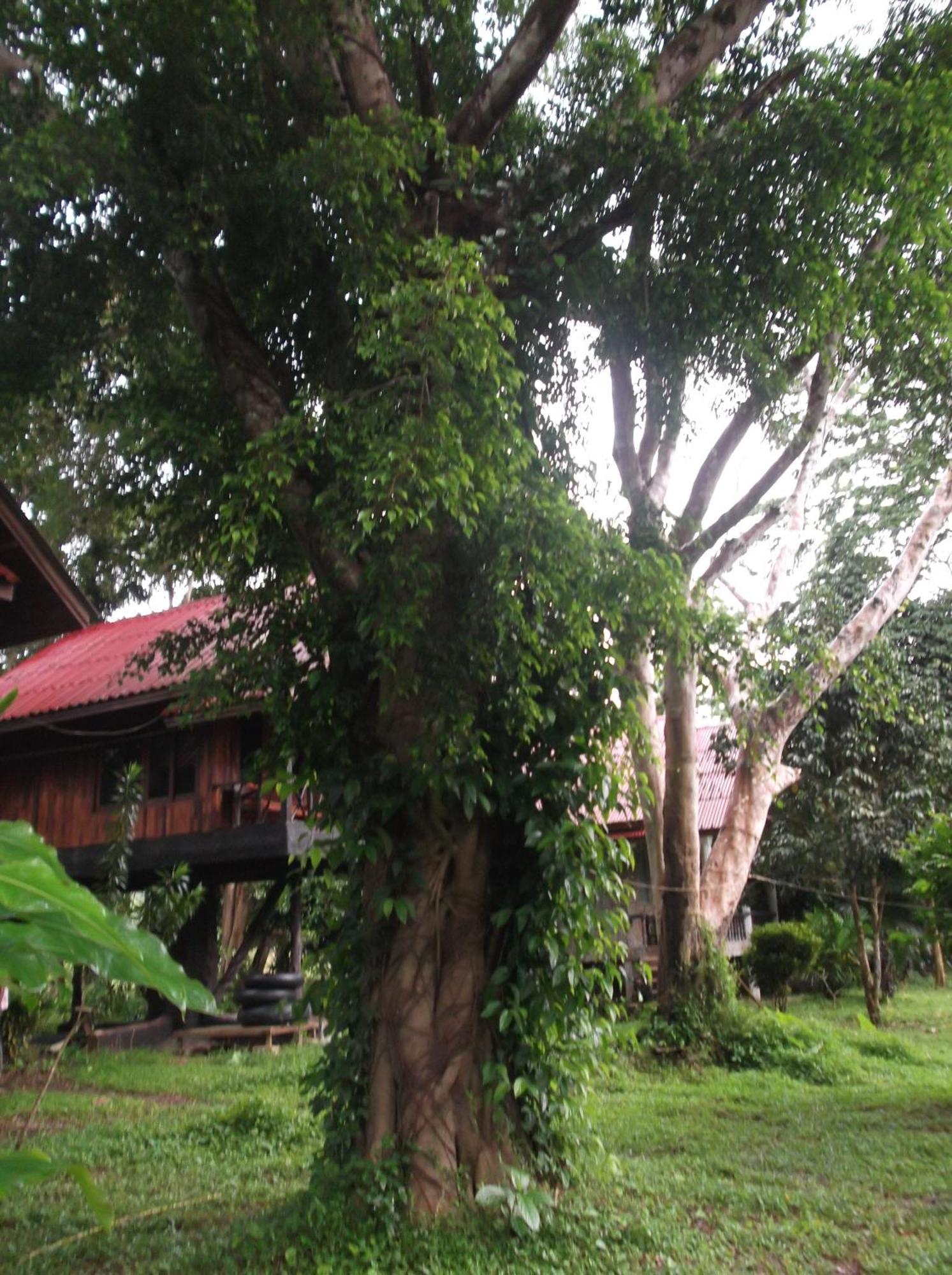 Bamboo House Hotel Khao Sok National Park Luaran gambar